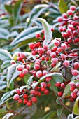 FROSTY BERRIES OF NADINA DOMESTICA RICHMOND AT THE RHS GARDEN  WISLEY  SURREY
