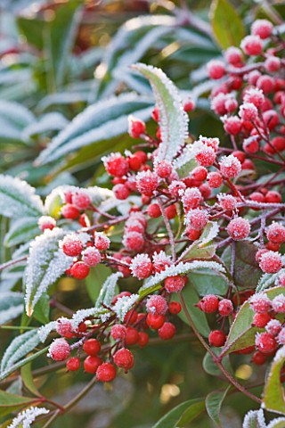 FROSTY_BERRIES_OF_NADINA_DOMESTICA_RICHMOND_AT_THE_RHS_GARDEN__WISLEY__SURREY