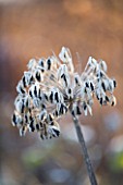 FROSTY SEED HEAD OF AGAPANTHUS DUIVENBRUGGE BLUE AT THE RHS GARDENS  WISLEY  SURREY
