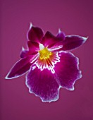 CLOSE UP OF THE FLOWER OF THE PANSY ORCHID - MILTONIOPSIS (SOUTH AMERICA)
