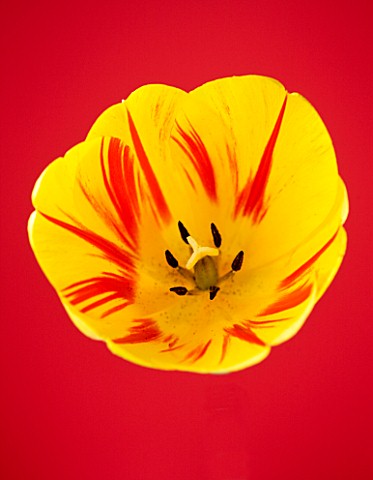CLOSE_UP_OF_THE_YELLOW_AND_RED_FLOWER_OF_THE_DARWIN_TULIP_JULIETTE
