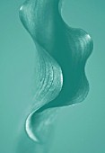 TEAL FLORAL IMAGE OF A CALLA LILY
