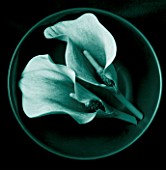 TEAL FLORAL IMAGE OF CALLA LILIES IN A BOWL