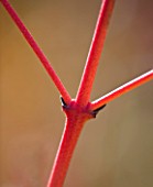 CLOSE UP OF THE RED STEM OF CORNUS SANGUINEA MIDWINTER FIRE -  CAMBRIDGE BOTANIC GARDEN