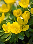 CLOSE UP OF THE YELLOW FLOWERS OF THE WINTER ACONITE (ERANTHIS HYEMALIS)  -  CAMBRIDGE BOTANIC GARDEN