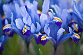 CLOSE UP OF THE BLUE FLOWERS OF IRIS RETICULATA CANTAB - CAMBRIDGE BOTANIC GARDEN