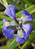 CLOSE UP OF THE BLUE FLOWER OF IRIS UNGUICULARIS - CAMBRIDGE BOTANIC GARDEN