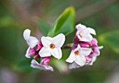 CLOSE UP OF THE SCENTED FLOWERS OF DAPHNE BHOLUA JACQUELINE POSTILL (AGM) - CAMBRIDGE BOTANIC GARDEN