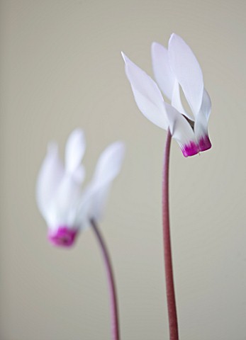 CLOSE_UP_OF_THE_WHITE_AND_PALE_PINK_FLOWERS_OF_CYCLAMEN_PERSICUM_ALPINE