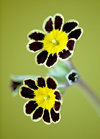 CLOSE_UP_OF_THE_CHOCOLATE_AND_GOLD_FLOWER_OF_PRIMULA_GOLD_LACE_ALPINE