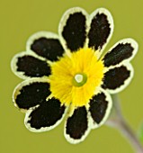 CLOSE UP OF THE CHOCOLATE AND GOLD FLOWER OF PRIMULA GOLD LACE. ALPINE
