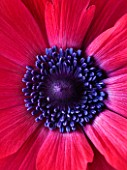 CLOSE UP OF CENTRE OF A  DEEP RED/PINK FLOWER OF ANEMONE PAVONINA