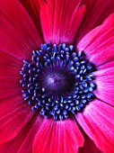CLOSE UP OF CENTRE OF A  DEEP RED/PINK FLOWER OF ANEMONE PAVONINA