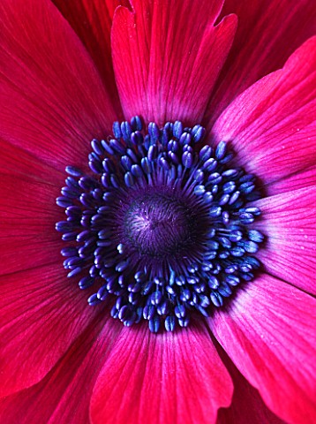 CLOSE_UP_OF_CENTRE_OF_A__DEEP_REDPINK_FLOWER_OF_ANEMONE_PAVONINA