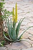 DESIGNERS ERIC OSSART AND ARNAUD MAURIERES  MOROCCO: AL HOSSOUN - COURTYARD WITH ALOE VERA GROWING OUT OF PAVING