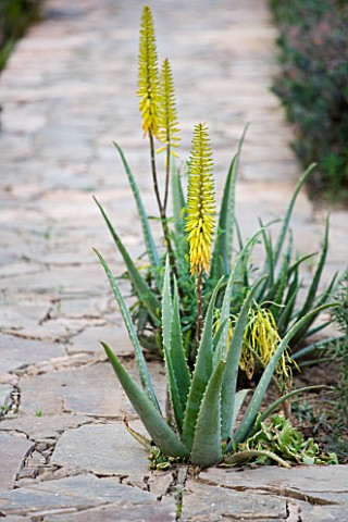 DESIGNERS_ERIC_OSSART_AND_ARNAUD_MAURIERES__MOROCCO_AL_HOSSOUN__COURTYARD_WITH_ALOE_VERA_GROWING_OUT