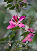 DESIGNERS ERIC OSSART AND ARNAUD MAURIERES  MOROCCO:  AL HOSSOUN - FLOWER OF BAUHINIA PURPUREA - THE ORCHID TREE