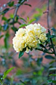 DESIGNERS ERIC OSSART AND ARNAUD MAURIERES  MOROCCO: AL HOSSOUN - YELLOW FLOWERS OF THE CLIMBING ROSE - ROSA BANKSIAE LUTEA