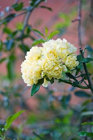 DESIGNERS_ERIC_OSSART_AND_ARNAUD_MAURIERES__MOROCCO_AL_HOSSOUN__YELLOW_FLOWERS_OF_THE_CLIMBING_ROSE_