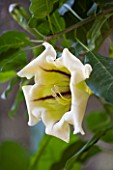 DESIGNERS ERIC OSSART AND ARNAUD MAURIERES  MOROCCO: AL HOSSOUN - CLOSE UP OF THE FLOWER OF SOLANDRA GRANDIFLORA - CUP OF GOLD VINE  CHALICE VINE