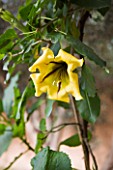 DESIGNERS ERIC OSSART AND ARNAUD MAURIERES  MOROCCO: AL HOSSOUN - CLOSE UP OF THE FLOWER OF SOLANDRA GRANDIFLORA - CUP OF GOLD VINE  CHALICE VINE