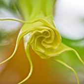 DESIGNERS ERIC OSSART AND ARNAUD MAURIERES  MOROCCO: AL HOSSOUN: CLOSE UP ABSTARCT IMAGE OF THE UNFURLING YELLOW FLOWER OF BRUGMANSIA AUREA