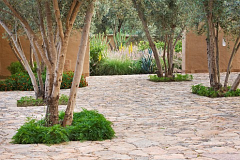DESIGNERS_ERIC_OSSART_AND_ARNAUD_MAURIERES__MOROCCO_DAR_IGDAD__MULTI_STEMMED_OLIVE_TREES_IN_THE_ENTR