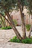 DESIGNERS ERIC OSSART AND ARNAUD MAURIERES  MOROCCO: DAR IGDAD - MULTI- STEMMED OLIVE TREES IN THE ENTRANCE COURTYARD
