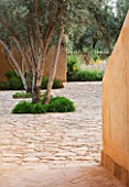 DESIGNERS ERIC OSSART AND ARNAUD MAURIERES  MOROCCO: DAR IGDAD - MULTI- STEMMED OLIVE TREES IN THE ENTRANCE COURTYARD