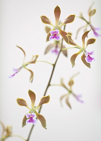 CLOSE_UP_OF_THE_FLOWERS_OF_ENCYCLIA_MAGDALENAE__ORCHID