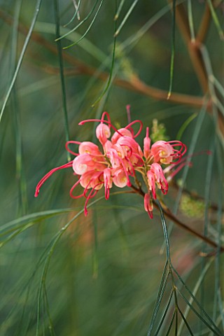 CLOSE_UP_OF_THE_PINK_FLOWERS_OF_GREVILLEA_JOHNSONII