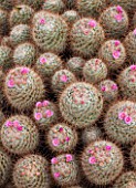 CLOSE UP OF THE CACTUS - MAMMILLARIA BOMBYCINA IN FLOWER