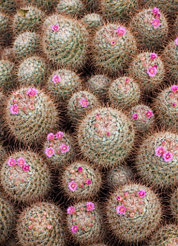 CLOSE_UP_OF_THE_CACTUS__MAMMILLARIA_BOMBYCINA_IN_FLOWER