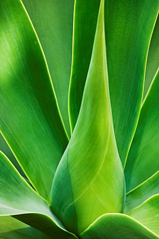 CLOSE_UP_OF_THE_LEAVES_OF_AGAVE_ATTENUATA_FROM_MEXICO