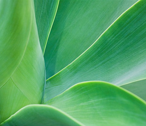 CLOSE_UP_OF_THE_LEAVES_OF_AGAVE_ATTENUATA_FROM_MEXICO_ABSTRACT