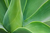 CLOSE UP OF THE LEAVES OF AGAVE ATTENUATA FROM MEXICO