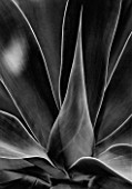 BLACK AND WHITE CLOSE UP OF THE LEAVES OF AGAVE ATTENUATA FROM MEXICO