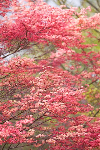 CLOSE_UP_OF_THE_PINK_LEAVES_OF_ACER_PALMATUM_SHINDESHOJO_SPRING_RUBY_TREE