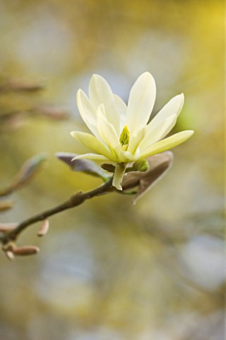 CLOSE_UP_OF_THE_YELLOW_FLOWER_OF_MAGNOLIA_GOLDSTAR