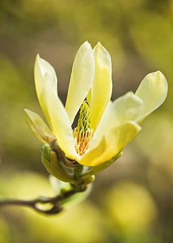 CLOSE_UP_OF_THE_YELLOW_FLOWER_OF_MAGNOLIA_BUTTERFLIES_CUCUMBER_MAGNOLIA
