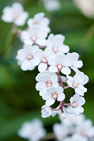 CLOSE_UP_OF_THE_WHITE_FLOWERS_OF_SARCOCHILUS_FITZHART