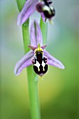 CLOSE UP OF THE FLOWER OF THE BEE ORCHID - OPHRYS APIFERA X RHEINHOLDII