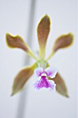 CLOSE UP OF THE FLOWER OF ENCYCLIA MAGDALENAE - ORCHID