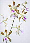 CLOSE UP OF THE FLOWERS OF ENCYCLIA MAGDALENAE - ORCHID