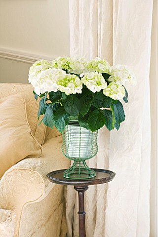 DESIGNER_CLARE_MATTHEWS_HOUSEPLANT_PROJECT__WHITE_HYDRANGEA_IN_GREE_WIREWORK_URN_IN_THE_FRONT_ROOM_O