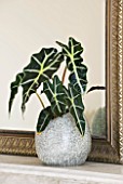 DESIGNER CLARE MATTHEWS: HOUSEPLANT PROJECT - ALOCASIA AMAZONICA POLLY - AFRICAN MASK - IN A SGREY STONE CONTAINER ON A MANTELPIECE BESIDE A MIRROR