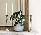 DESIGNER CLARE MATTHEWS: HOUSEPLANT PROJECT - ALOCASIA AMAZONICA POLLY - AFRICAN MASK - IN A SGREY STONE CONTAINER ON A MANTELPIECE BESIDE A MIRROR