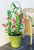 DESIGNER CLARE MATTHEWS: HOUSEPLANT PROJECT - GLORIOSA ROTHSCHILDIANA - RED CLIMBING LILY OR GLORY LILY - IN A LIME GREEN CONTAINER IN A CONSERVATORY