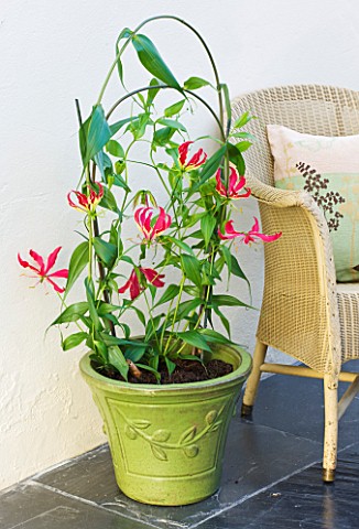 DESIGNER_CLARE_MATTHEWS_HOUSEPLANT_PROJECT__GLORIOSA_ROTHSCHILDIANA__RED_CLIMBING_LILY_OR_GLORY_LILY