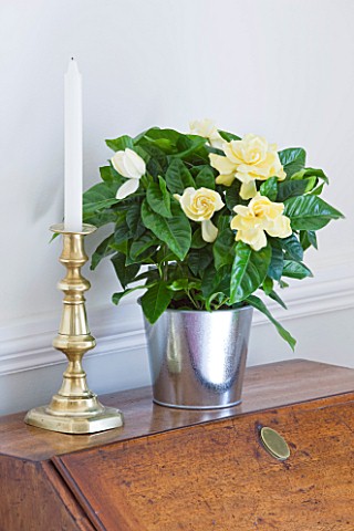 DESIGNER_CLARE_MATTHEWS_HOUSEPLANT_PROJECT__GARDENIA_IN_METAL_CONTAINER_ON_A_SIDEBOARD